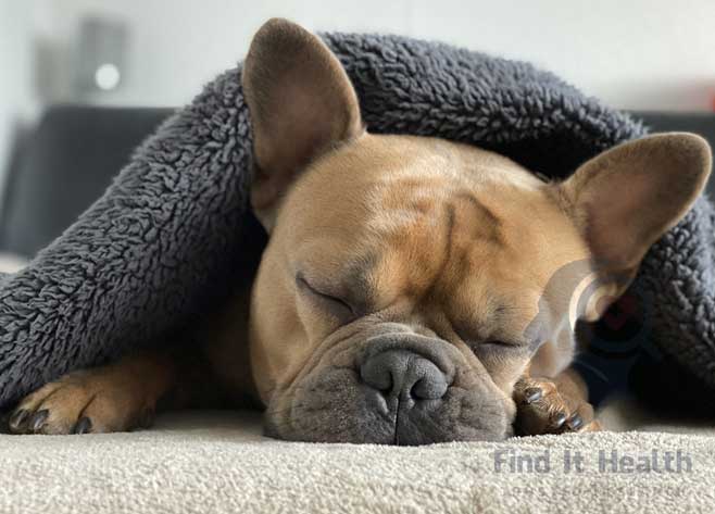 Cute dog sleeping guide to good health find it informational