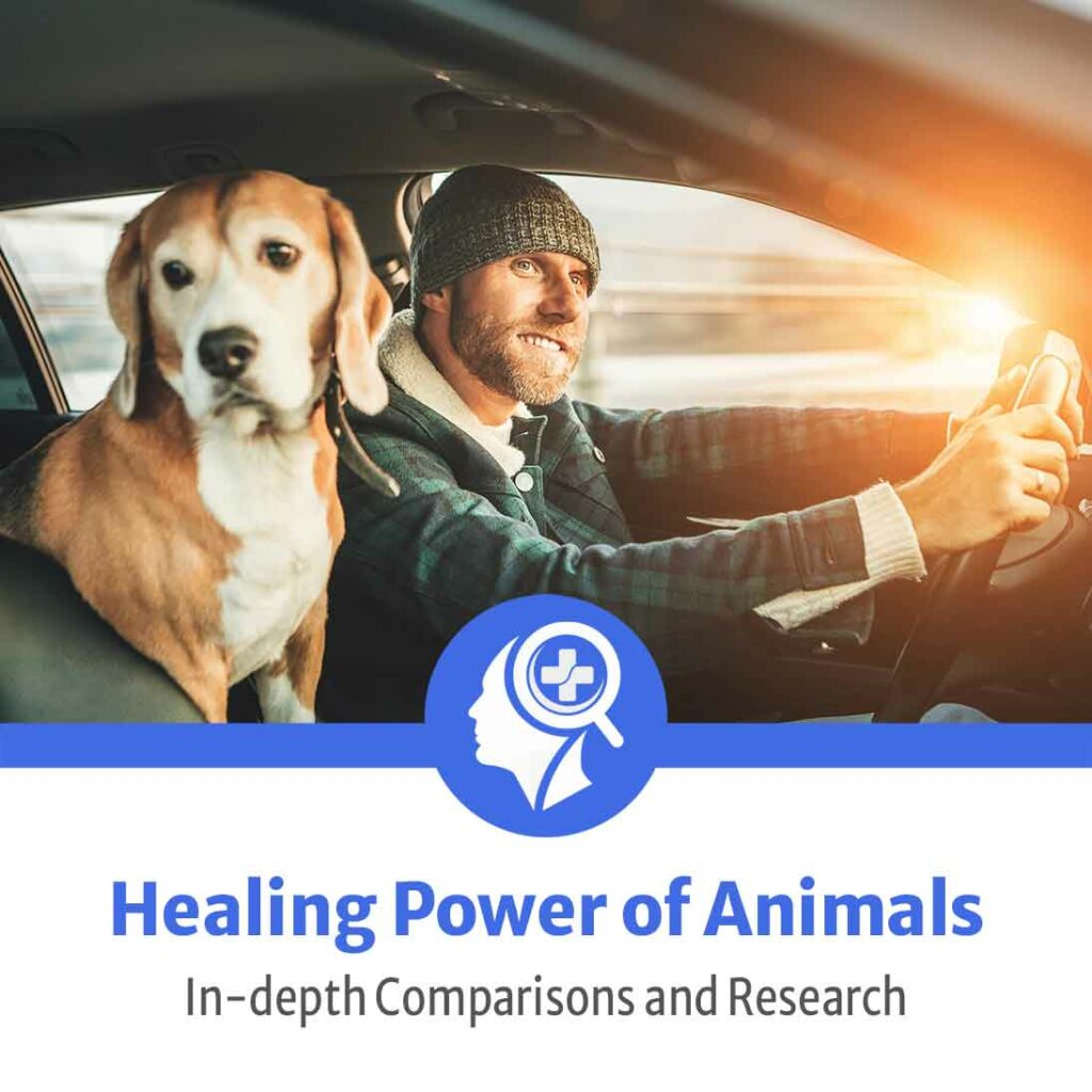 healing animals and the power they have to connect us